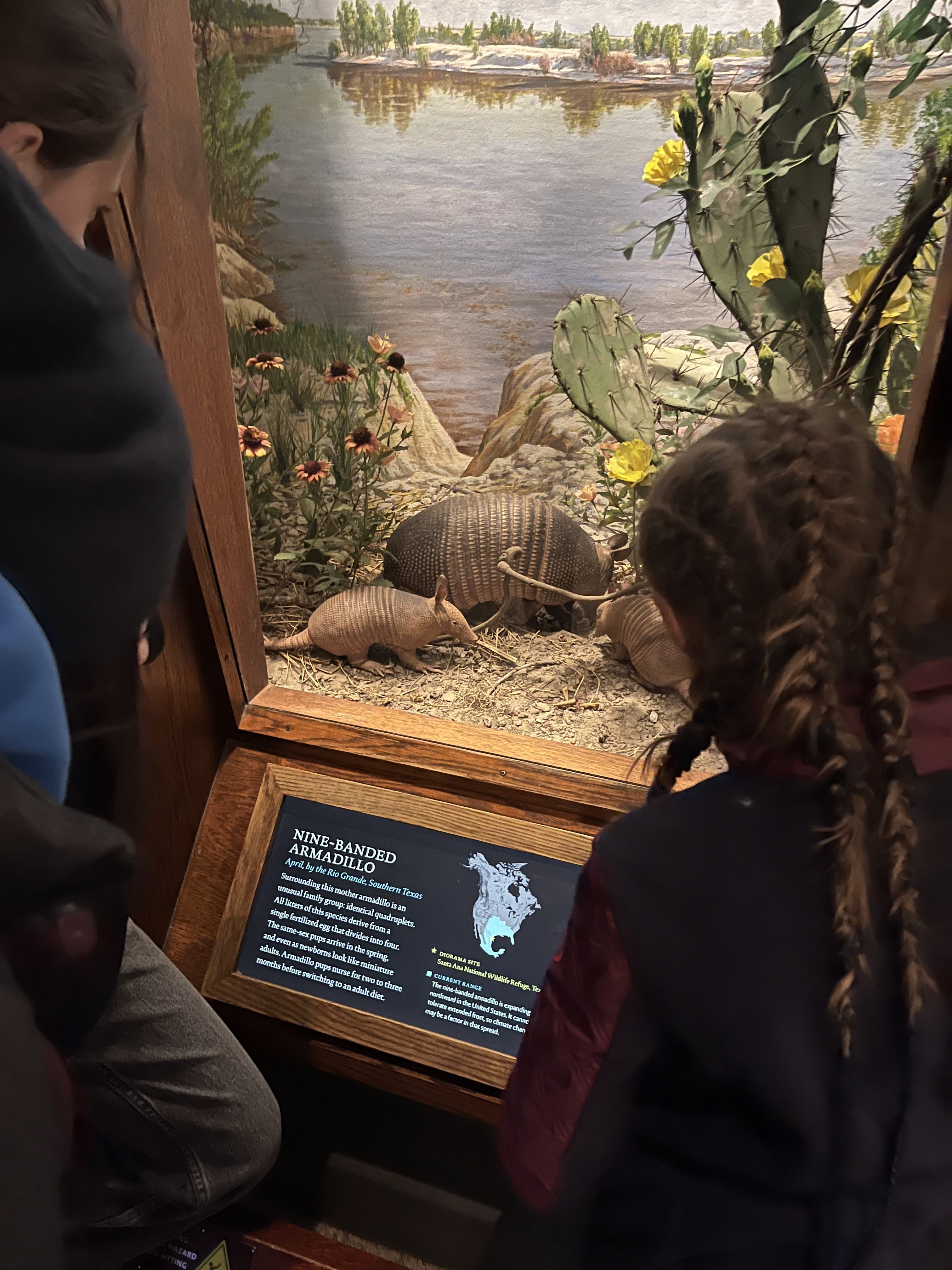 Musée américain d’histoire naturelle