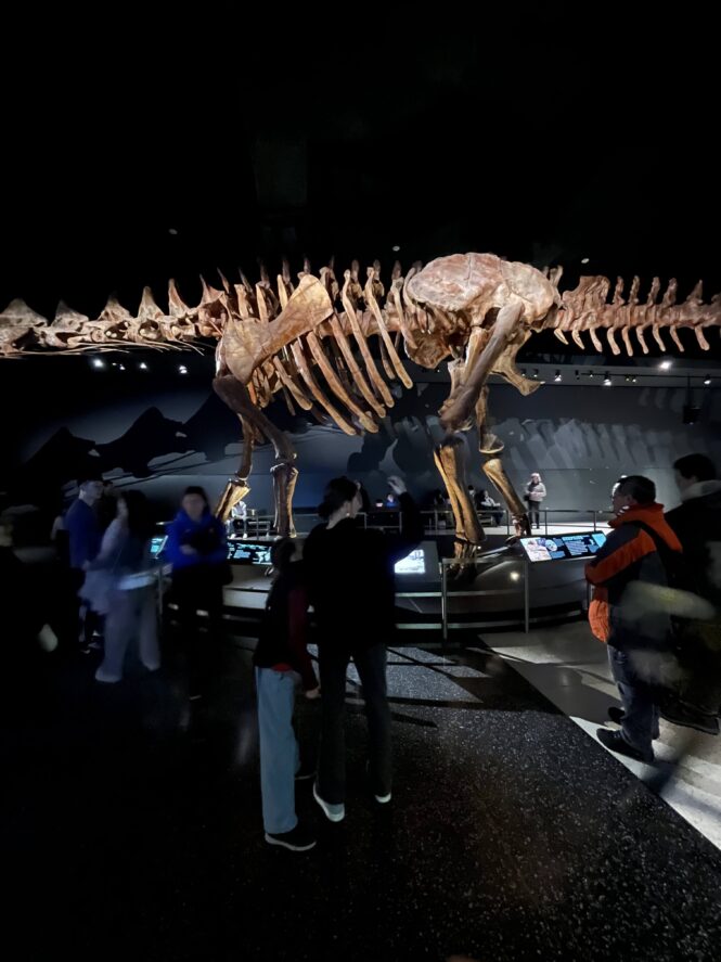 Musée américain d’histoire naturelle